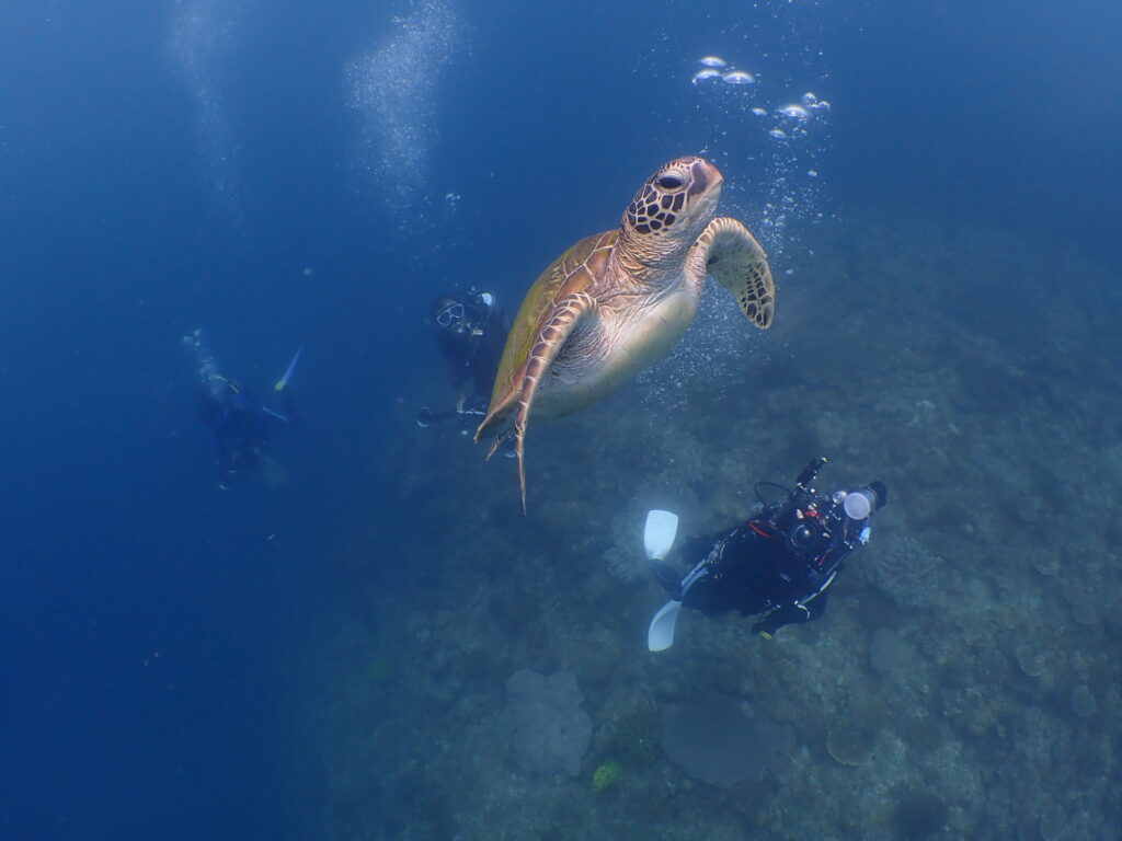 アオウミガメ